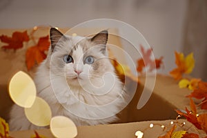 Čistokrvný mačka v kabica jeseň dekorácie 