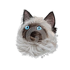 Ragdoll with thick, rabbitlike fur digital art illustration. Ragamuffin breed of domestic cat isolated hand drawn portrait.