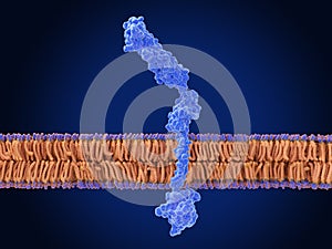 The RAGE receptor attached to a cell membrane photo