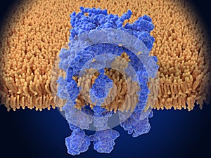 RAGE receptor (mouse) hexamer, active form after ligand binding