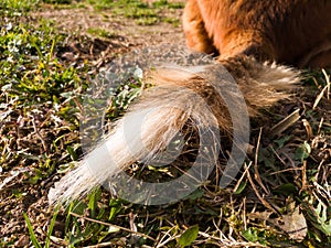 Ragged dog tail lies on ground in soft light