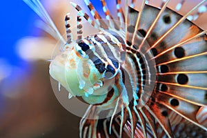 Ragged-fin lionfish