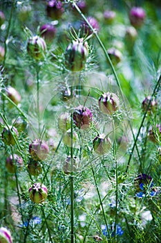 Ragged lady plant closeup background natural medicine