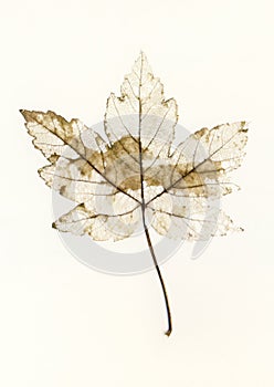 Ragged leaf