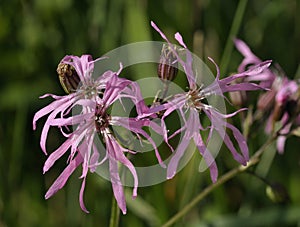 Ragged Robin