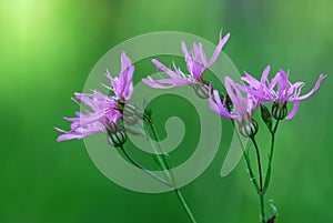 Ragged Robin (Lychnis) photo