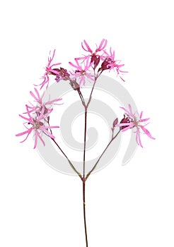 Ragged robin (Lychnis flos-cuculi)