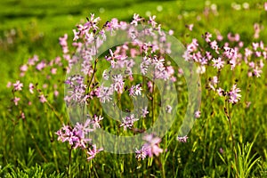 Ragged Robin Lychnis flos-cuculi flowers