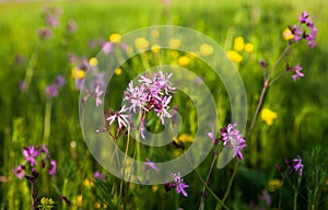Ragged Robin Lychnis flos-cuculi