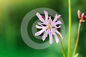 Ragged Robin or Lychnis flos-cuculi single flower. Pink flower in the family Caryophyllaceae, with strange incomplete