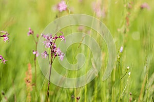 Ragged-Robin Lychnis flos-cuculi on a spring meadow