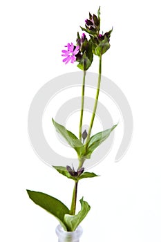 Ragged robin, a pink European spring flower on white background