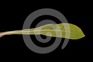 Ragged Robin (Silene flos-cuculi). Basal Leaf Closeup
