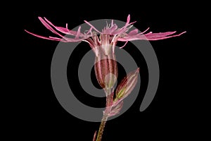 Ragged Robin (Silene flos-cuculi). Flower Closeup photo
