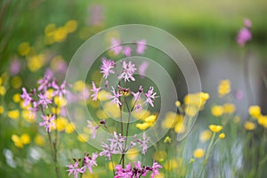Ragged-robin, Silene flos-cuculi, flowering in a meadow photo