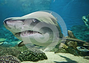 Ragged tooth shark in an aquarium