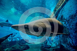 Ragged tooth shark in Aquarium