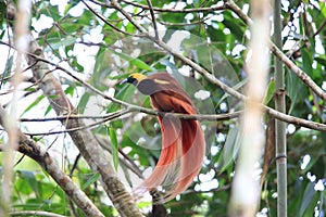 Raggiana Bird-of-paradise