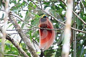 Raggiana Bird-of-paradise photo