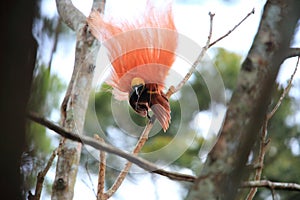 Raggiana Bird-of-paradise