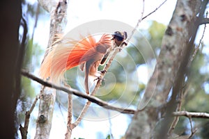 Raggiana Bird-of-paradise