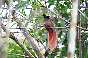 Raggiana Bird-of-paradise