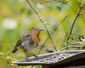 Raggy Robin. Robin Red Breast.