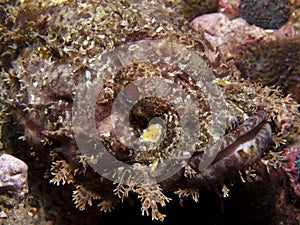 Raggy Scorpianfish - Scorpaenopsis venosa