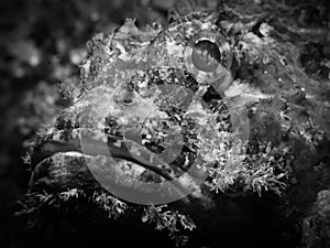 Raggy Scorpianfish - Scorpaenopsis venosa