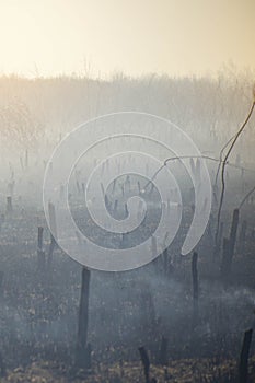 A raging fire in the garden, the remains of burnt fruit trees in the smoke. Front and back background blurred with bokeh effect