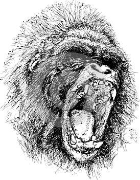 Raging gorilla illustration
