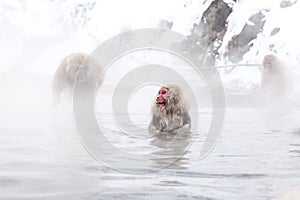 Raging japanese Japanese macaque. Snow monkey Macaca fuscata from Jigokudani Monkey Park in Japan, Yudanaka