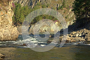 The raging stream of a mountain river wedged by stony shores. Altai, Siberia, Russia. Landscape