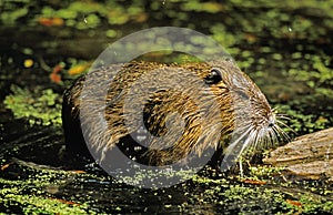 RAGONDIN myocastor coypus