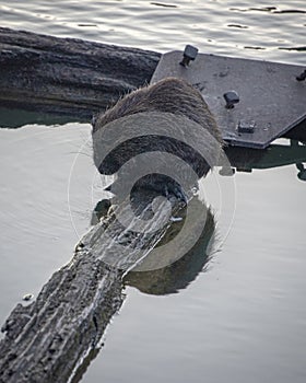 A Ragondin sits at the side of the river in the middle of the ci