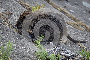 A Ragondin sits at the side of the river in the middle of the ci