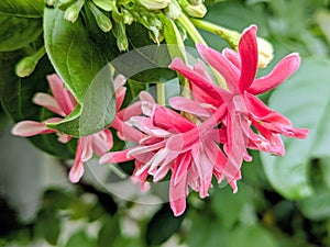 Ragoon creeper flowers,in garden