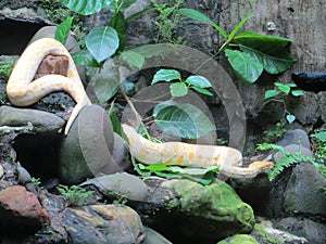 Ragunan zoo, Jakarta