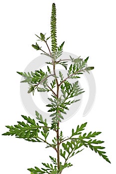 Ragweed