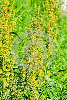 Ragweed