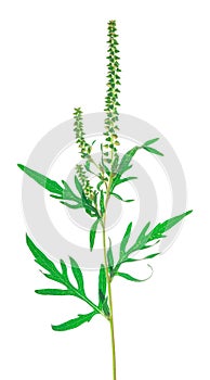 Ragweed - Ambrosia artemisiofolia photo