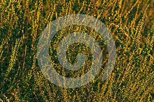 Ragweed or ambrosia plant, its pollen is notorious for causing allergic reactions in humans photo