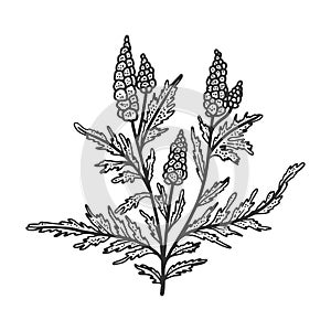 Ragweed Ambrosia plant sketch vector illustration