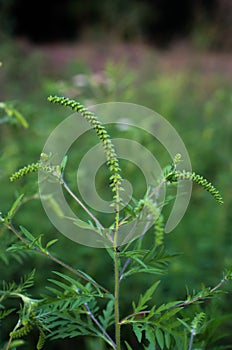 Ragweed flowering branch