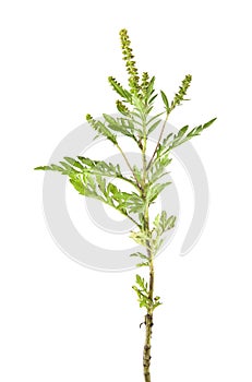 ragweed isolated on white background