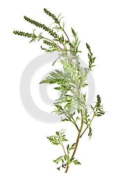 ragweed isolated on white background