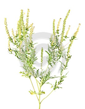 Ragweed isolated on white background