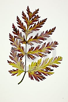 Ragweed leaf