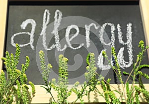 Ragweed plant Ambrosia genus and word `ALLERGY` written on chalkboard