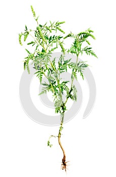 Ragweed plant with root isolated on white photo